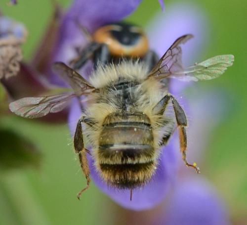 Réf. 245 912 : Osmia bicornis